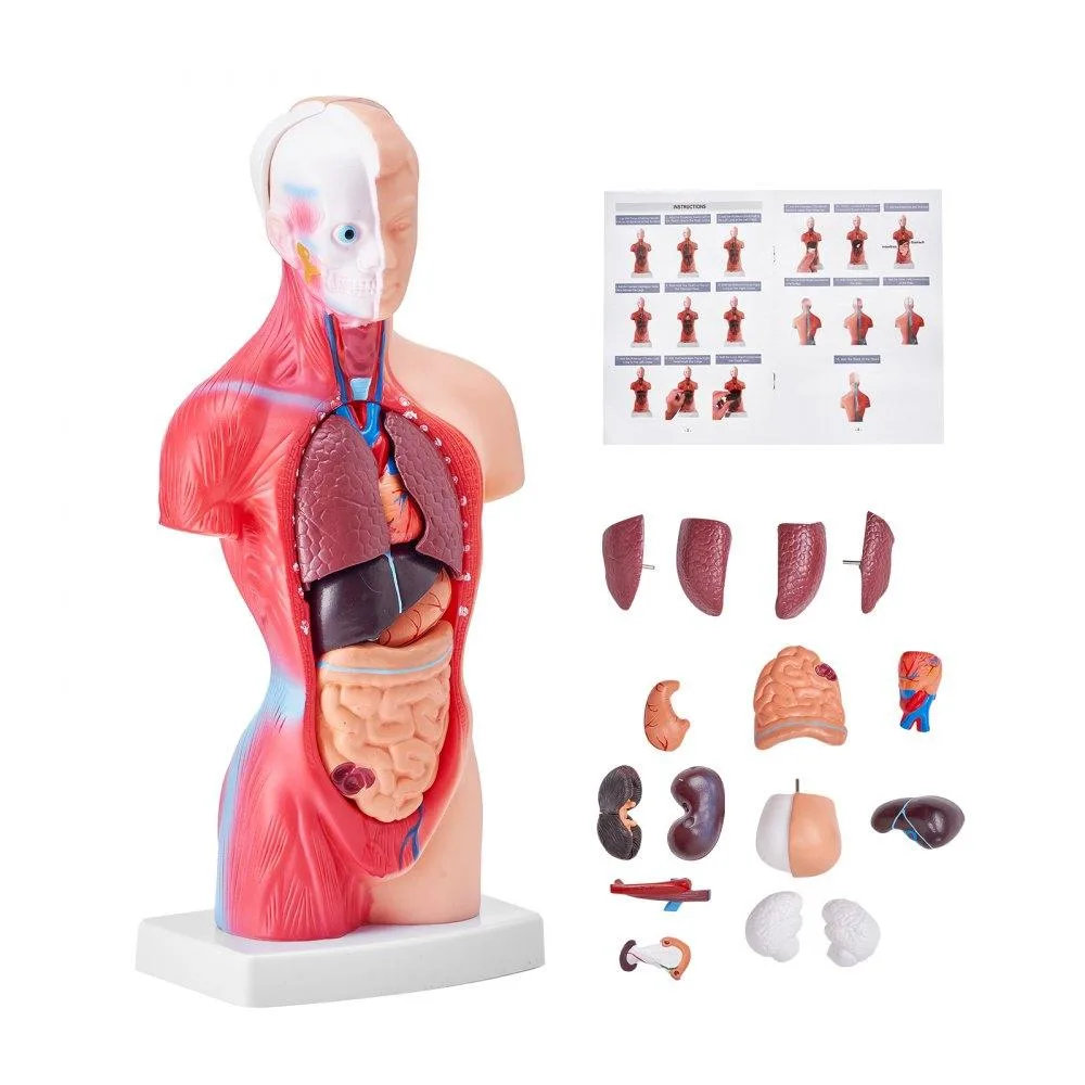VEVOR VEVOR Human Torso Anatomy Model 15 Parts 11 inch — product photo