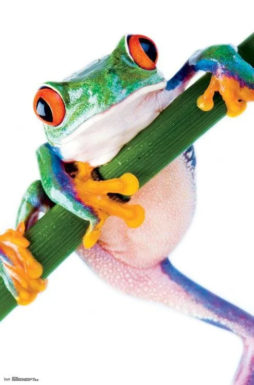 Frog poster print on heavy stock paper, 22 by 34 inches