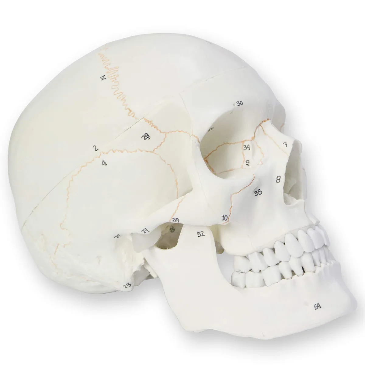 AUTENS AUTENS Human Skull Model 3 Part Life Size Numbered 8.3" x 5" x 6.3" 1.8 lbs — product photo
