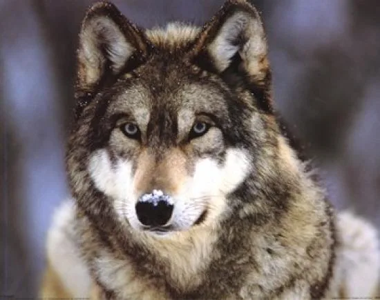 Grey wolf poster print 20 x 16 inches on heavy paper