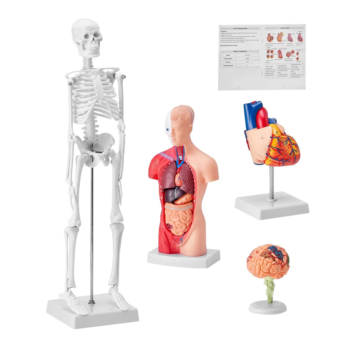 VEVOR VEVOR Human Anatomy 4-Piece Model Set (Skeleton, Torso, Heart, Brain) PVC Educational — product photo