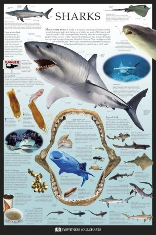 Shark poster print 22 x 34 on heavy stock paper