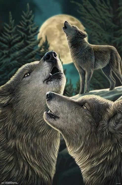 Lisa Parker Wolf Song poster print 22 x 34 inches on heavy paper