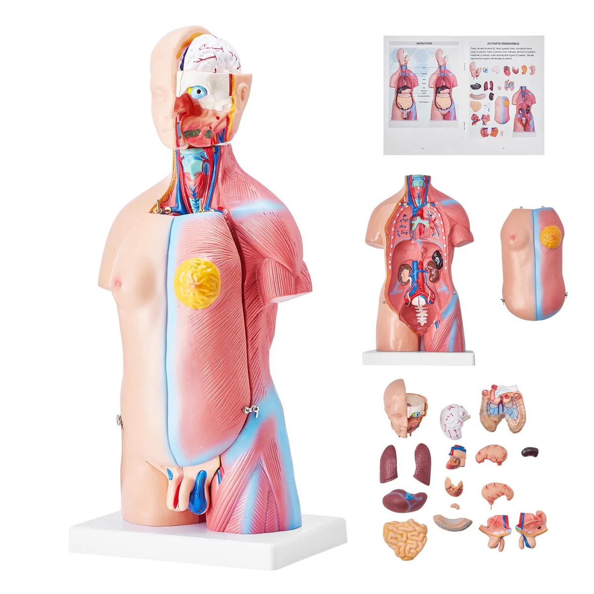 VEVOR VEVOR Human Torso Anatomy Model 23 Parts 18 inch — product photo