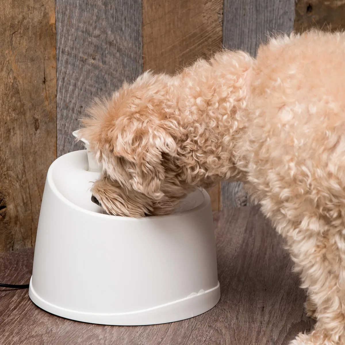 IRIS USA, INC. IRIS USA, INC. Pet Water Fountain White 5.5 cups 11 ft cord — product photo