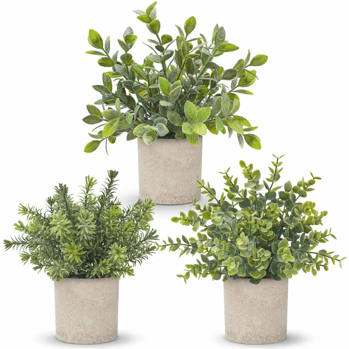 Three grey eucalyptus plants in paper pulp pots, 7.5 inches tall