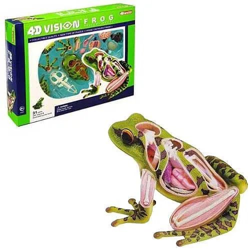 Transparent frog anatomy model with 31 detachable hand-painted parts on display base