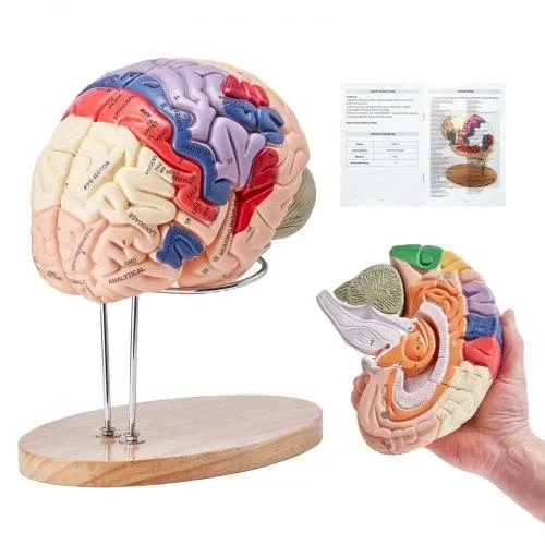 VEVOR VEVOR Human Brain Model 2X Life-Size 4-Part PVC with Base — product photo