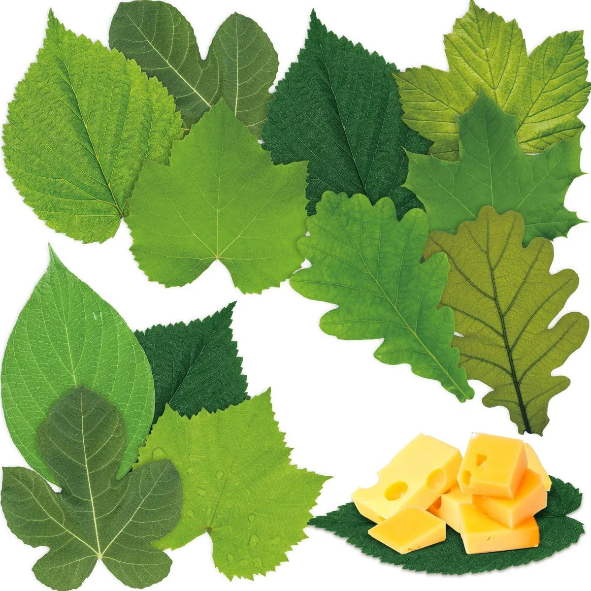  Tenceur DON-Tenceur-254 Parchment Paper Leaves 150 Sheets 18 cm 10 Styles — product photo
