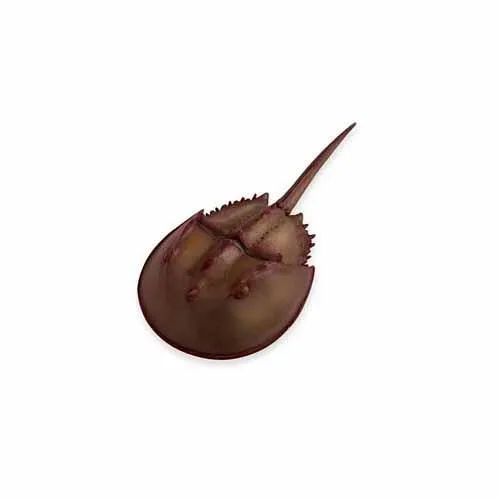 Safari Ltd. Safari Ltd. 261429 Horseshoe Crab action figure 6.75" L — product photo