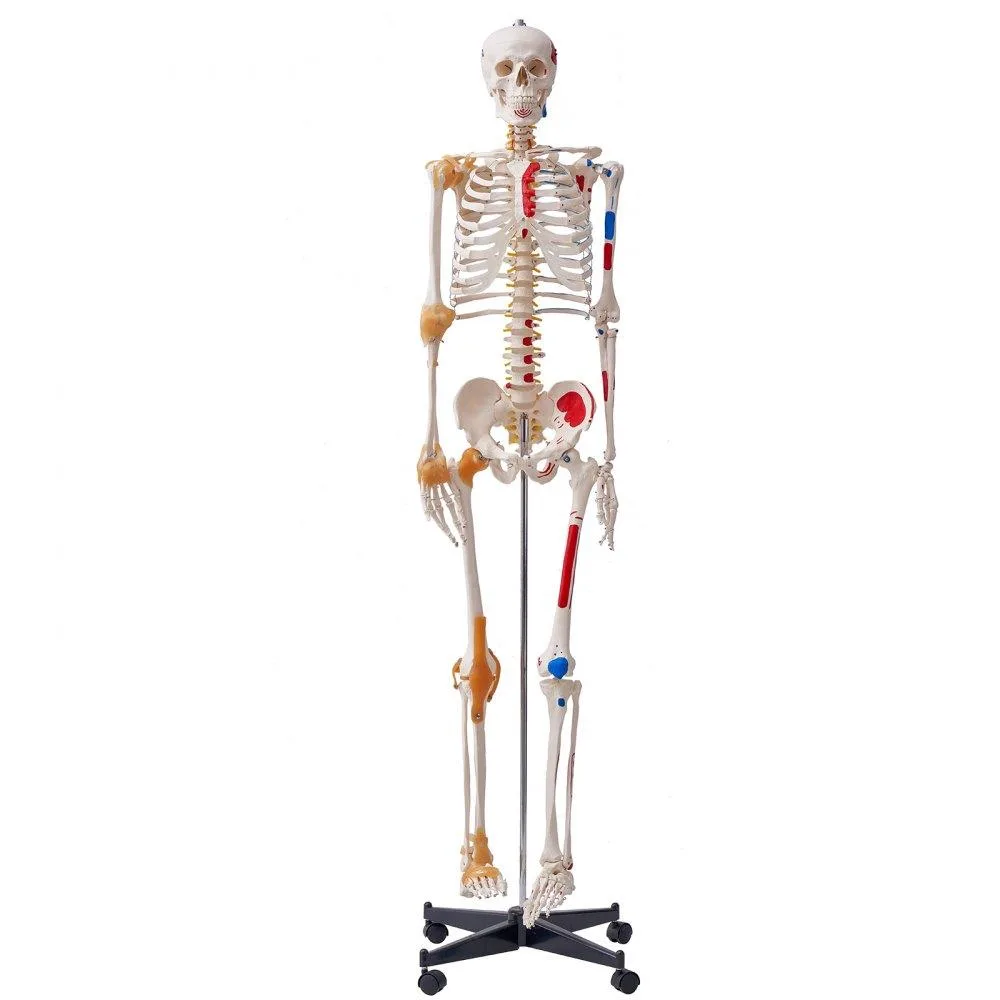 VEVOR VEVOR LD-101A Human Skeleton Model 71.65" PVC — product photo
