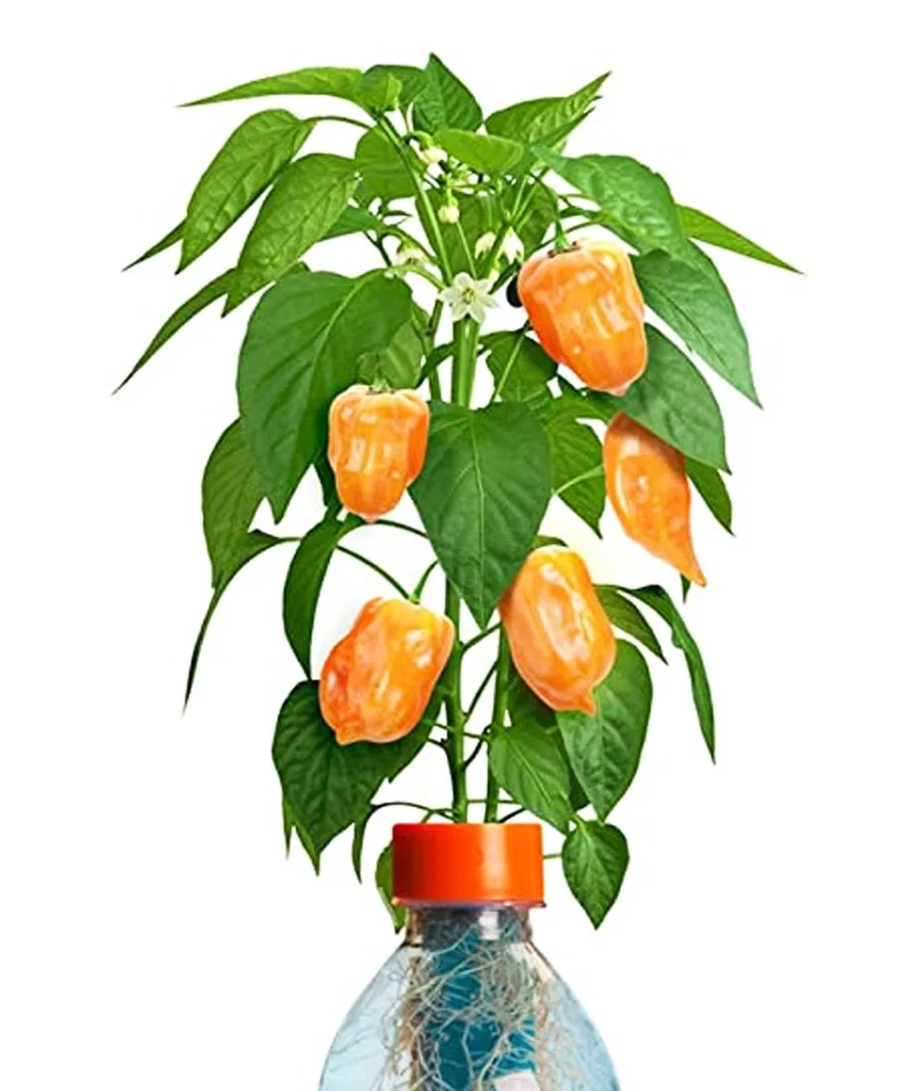 Kagan Publishing Kagan Publishing Petomato Habanero Plant home accent 365 days — product photo