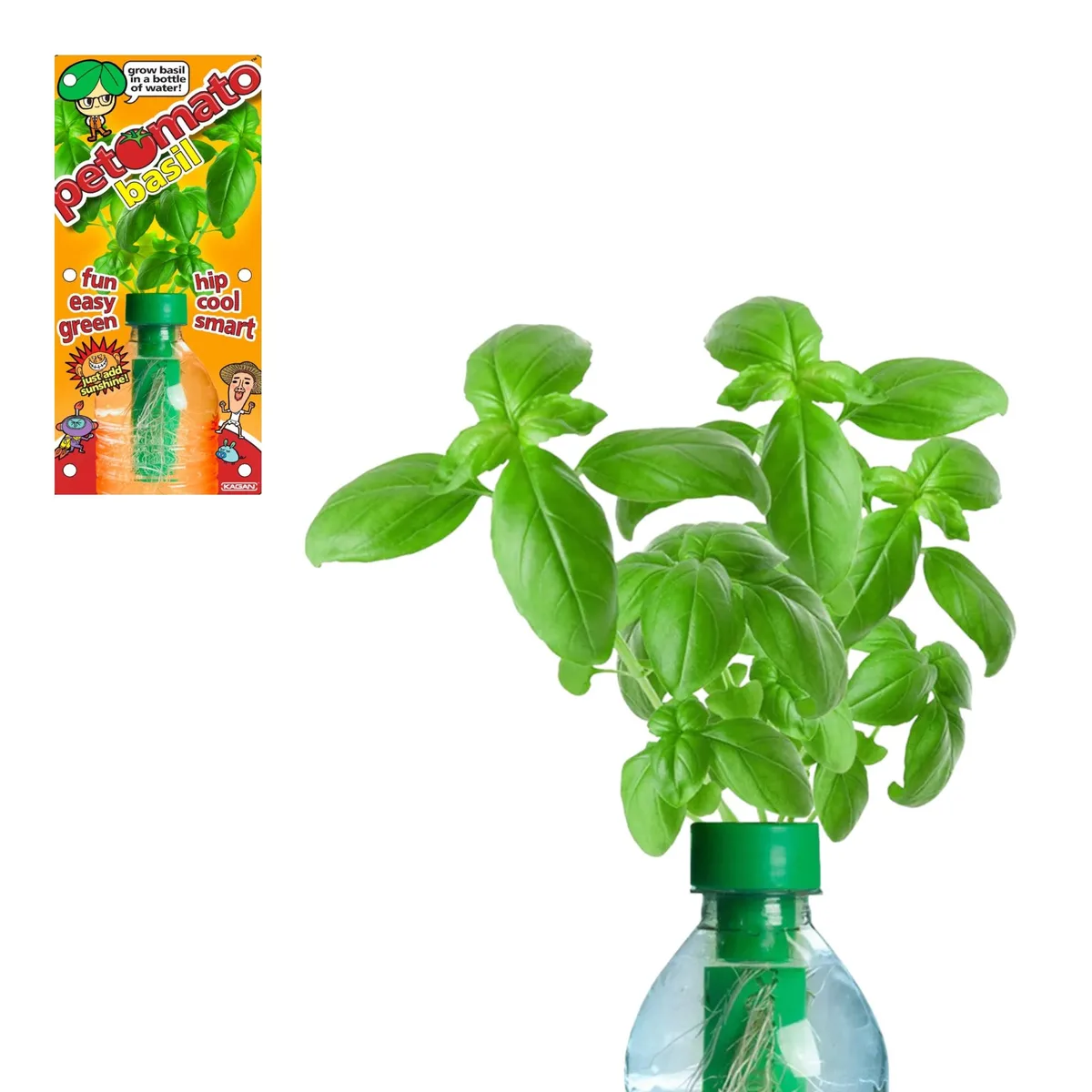 Kagan Publishing Kagan Publishing Petomato Basil Plant Home Accent 365 Days — product photo