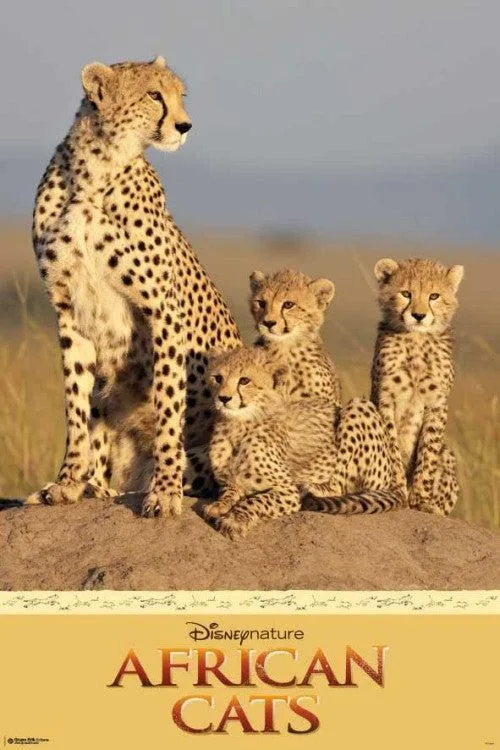 Cheetah poster print 24 x 36 inches on heavy paper