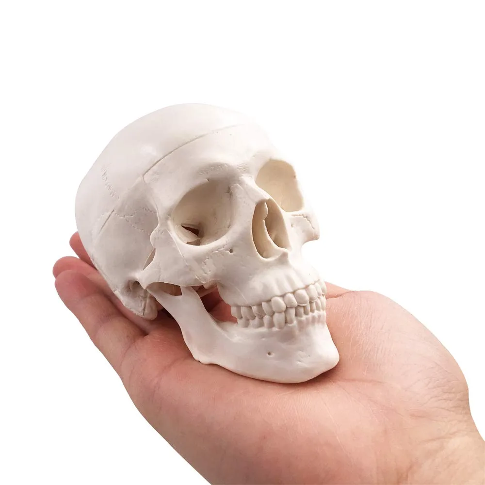 AUTENS AUTENS Mini Human Skull Model 3.9 x 2.7 x 3.1 Inch medical — product photo