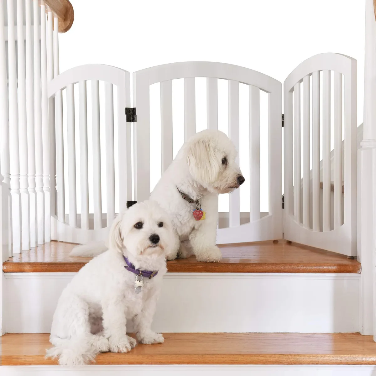 White wooden three-panel pet gate, 24 inches tall, foldable freestanding design