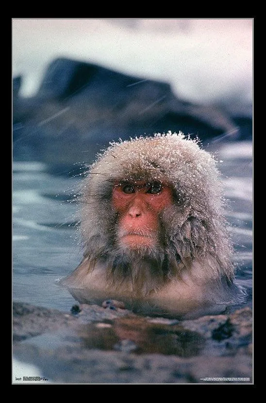Poster print of Japanese snow monkey 22 by 34 inches