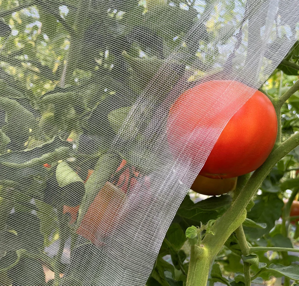 Meuallikit NVMS Garden Netting 10'x20' Ultra Fine Mesh 0.8mm x 1mm — product photo