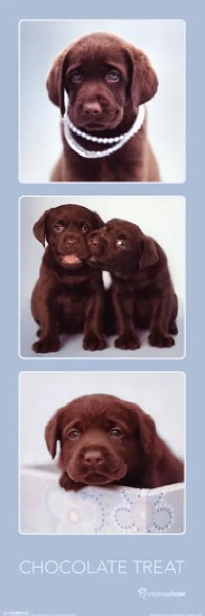 Poster print of a puppy with chocolate, 12 by 36 inches